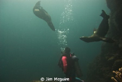 This was the Sea of Cortez and the pups were very curious... by Jim Mcguire 